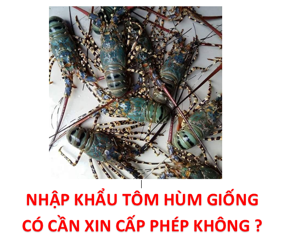 Nhập Khẩu Tôm Hùm Giống Có Cần Xin Cấp Phép Không ?